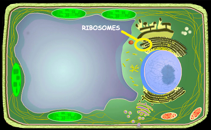 <p>Ribosomes</p>