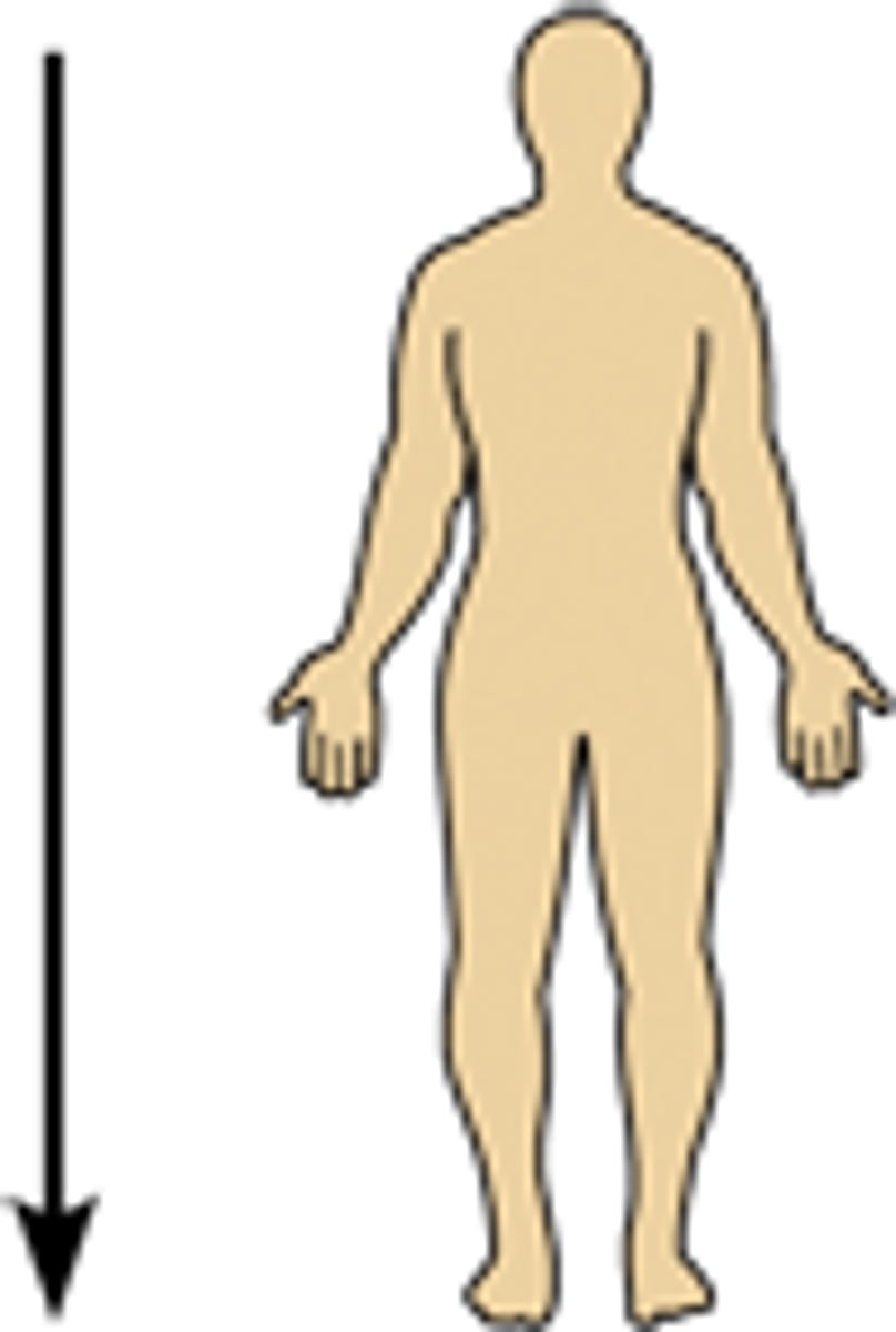 <p>Lower on the body, farther from the head</p>