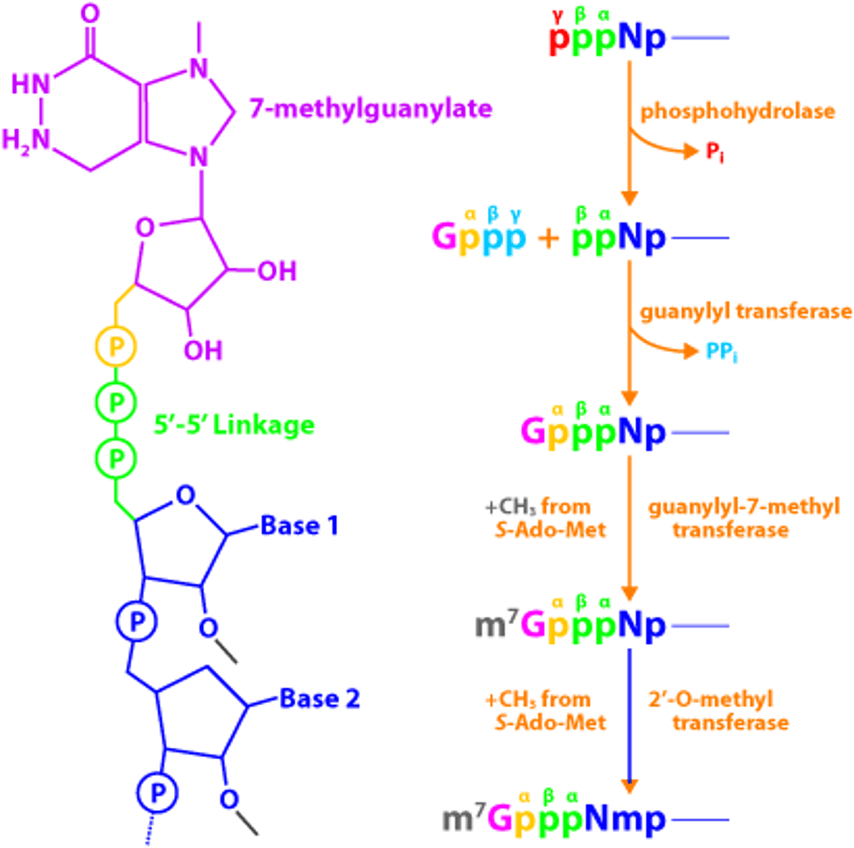 <p>An mRNA technically ends in both 3' and 3' because the addition of the 5' cap converts the 5' end into a 3' via a 5'-5' linkage which protects the mRNA from exonucleases.</p><p>Please note that we still refer to the mRNA as having a 3' and 5' end.</p>
