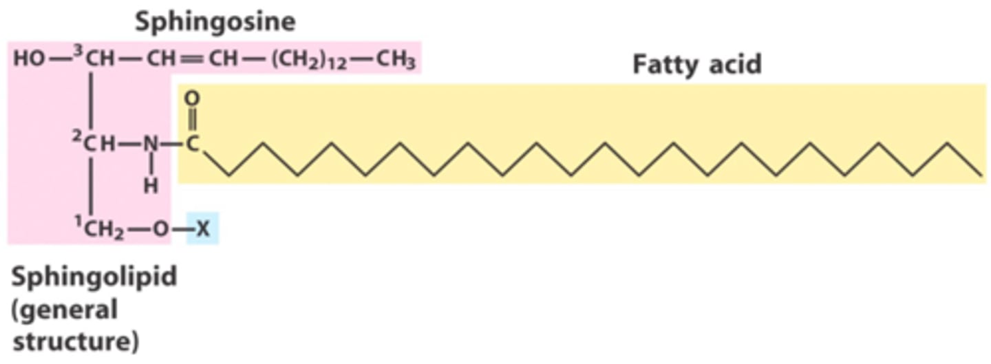 <p>A sphingosine backbone attached to a single fatty acid via an amide linkage, with a variable 3rd position</p>