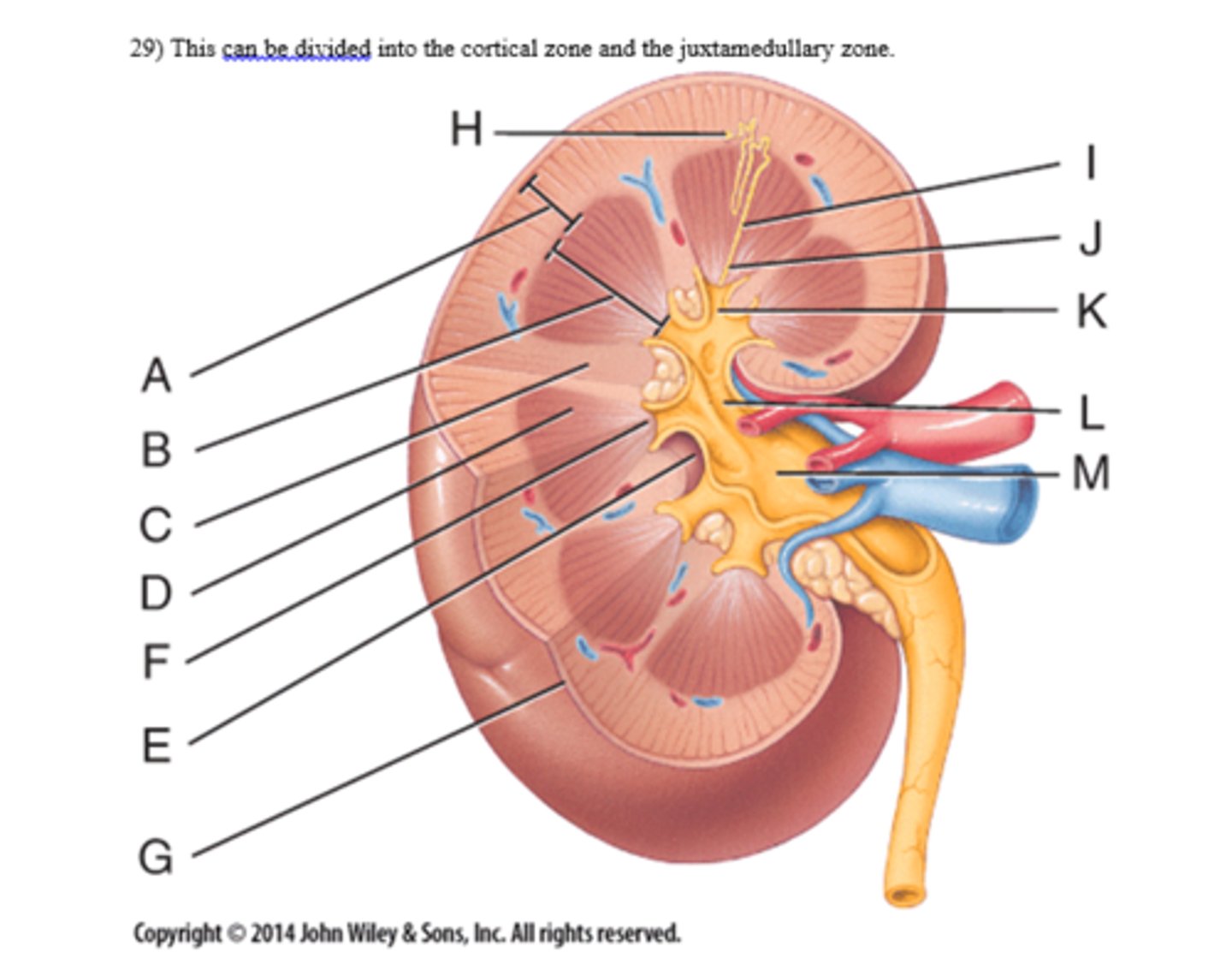 <p>Letter A - renal cortex</p>