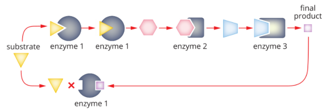 <p><span style="font-family: "Wingdings 3";"><span>u</span></span><span style="font-family: "Trebuchet MS";"><span>The product produced in the late stages of a biochemical pathway acts as an inhibitor of an enzyme earlier in the pathway.</span></span></p><p><span style="font-family: "Wingdings 3";"><span>u</span></span><span style="font-family: "Trebuchet MS";"><span>As the amount of products (inhibitors) increases, the number of functioning enzymes decreases.</span></span></p><p><span style="font-family: "Wingdings 3";"><span>u</span></span><span style="font-family: "Trebuchet MS";"><span>As the product decreases, enzyme activity will increase.</span></span></p><p></p>