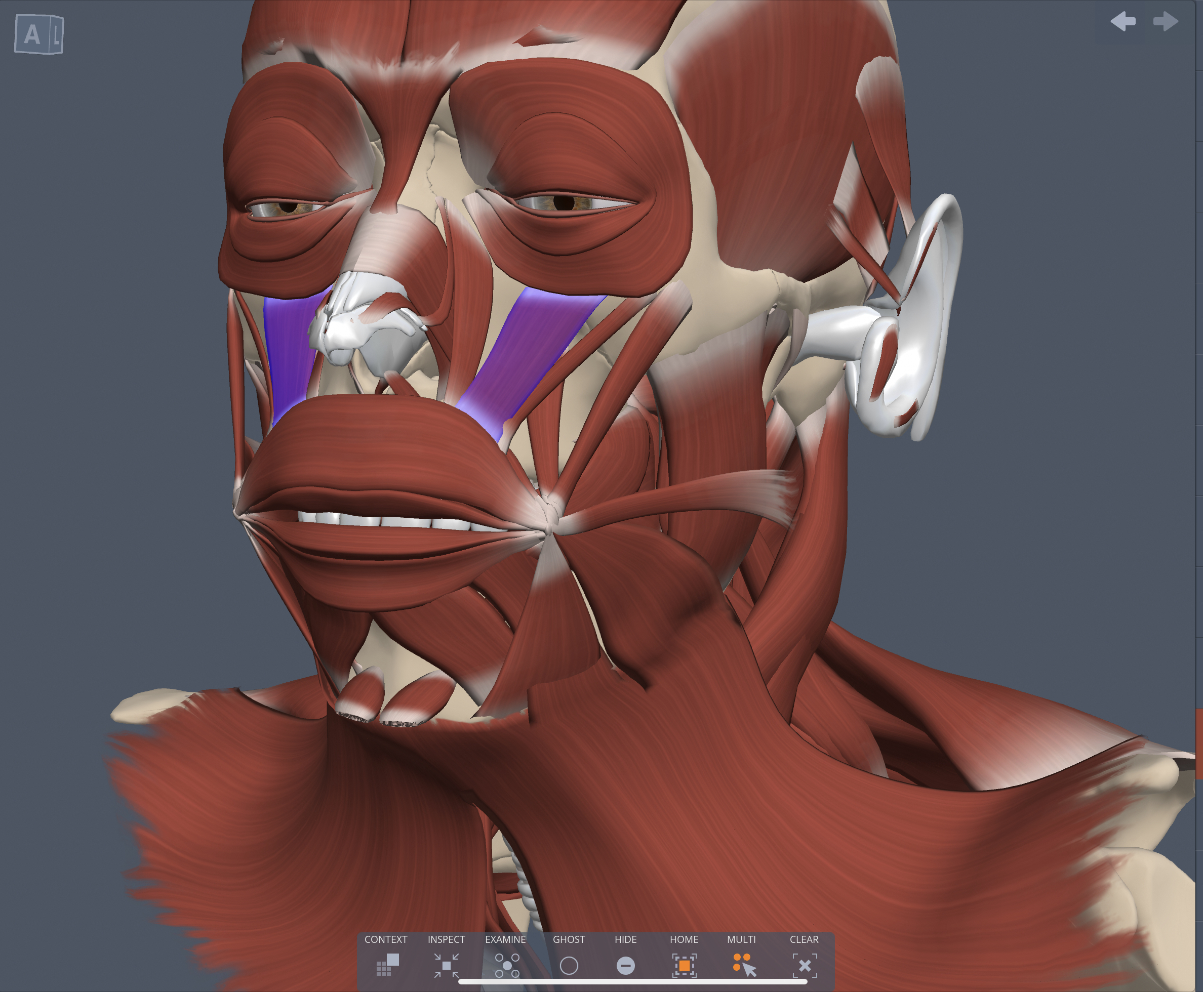 Innervation of the Levator labii superioris muscle