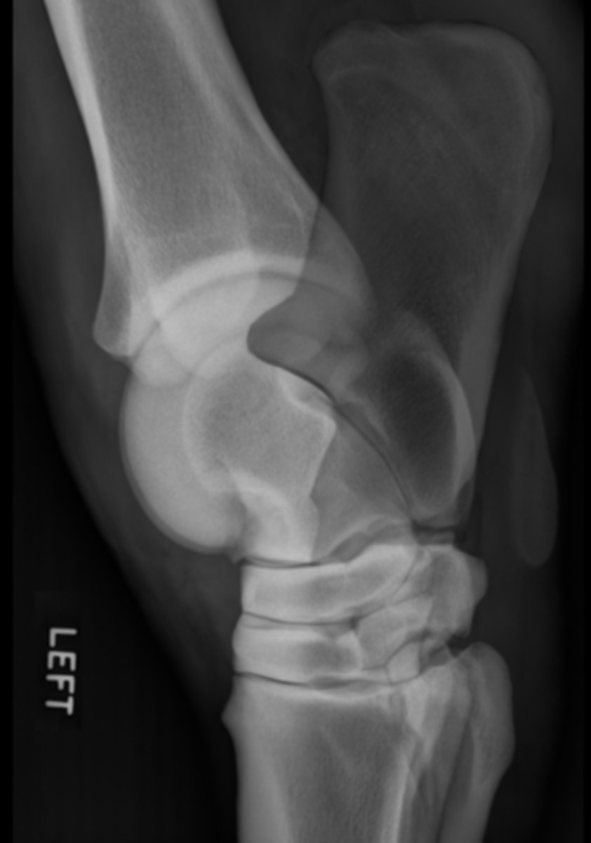 <p>What bone is highlighted?</p>