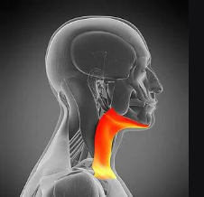 <p>Flat, superficial neck muscle that pulls the mouth’s corners downward.</p>