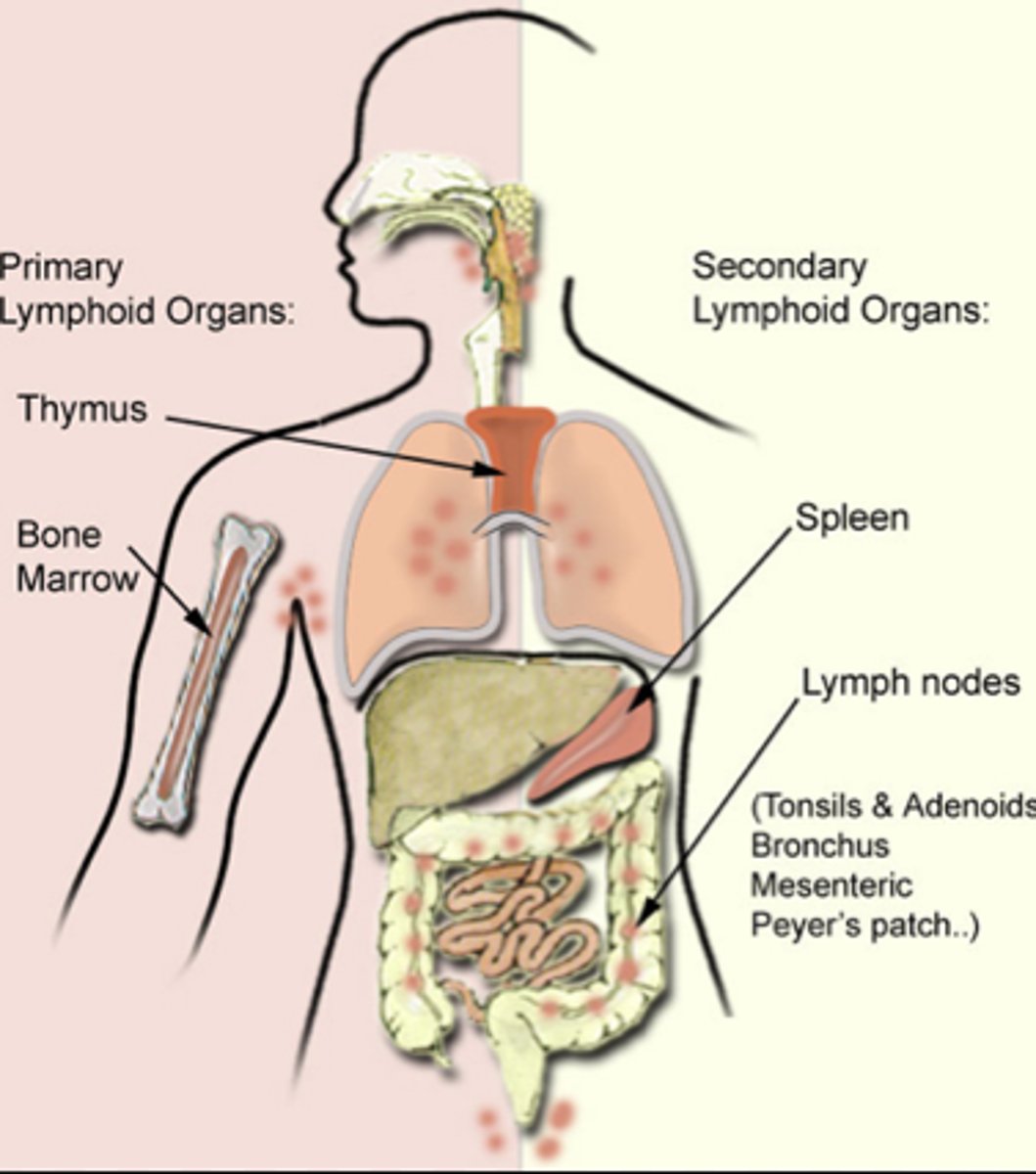 <p>-Consist of lymph nodes, spleen, appendix, adenoids, thymus, tonsils, and small patches of tissue in the small intestines.</p><p>Lymph Nodes: Located at intervals through the lymph vessel system. Contains lymphocytes and plasma cells.</p><p>Spleen: Filters blood, stores of RBC and macrophages.</p><p>Thymus: Secrets hormones. Major site of lymphocyte production.</p>