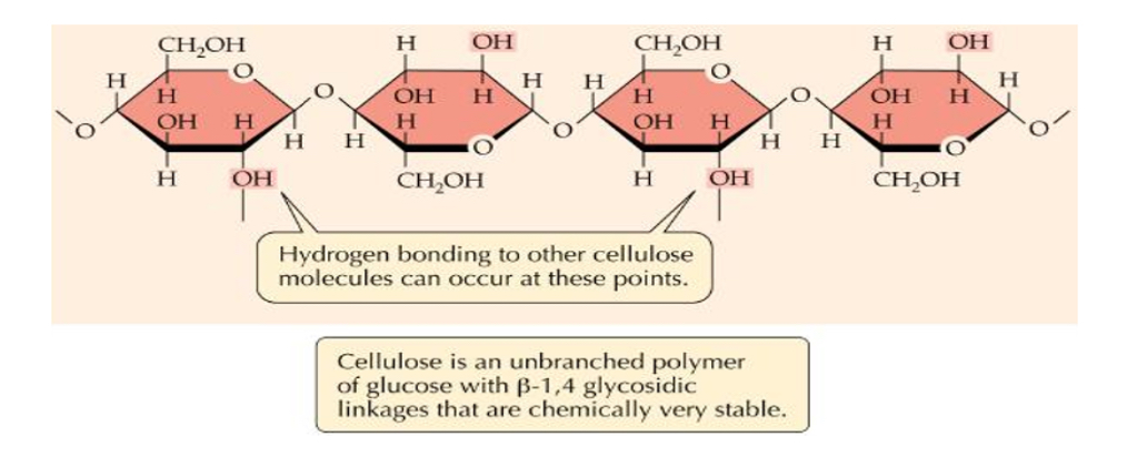 <p>Structure and function of cellulose</p><p>• Polymer of _1?</p><p>• 1 → 4 glycosidic bonds • BUT every 2nd glucose molecule must be flipped _2? to allow bonding.</p><p>• Unbranched.</p><p>•Cellulose chains are linked together by _3? bonds to form strong _4? (microfibrils). These then form macrofibrils</p><p>• Lots of hydrogen bonds- high _5? strength of cellulose allows it to be stretched without breaking which makes it possible for cell walls to withstand _6? pressure(pressure exerted by the cell contents against the cell wall in plant and bacterial cells).</p><p>• Permeable to other molecules- Molecules such as water can move out of cell.</p>