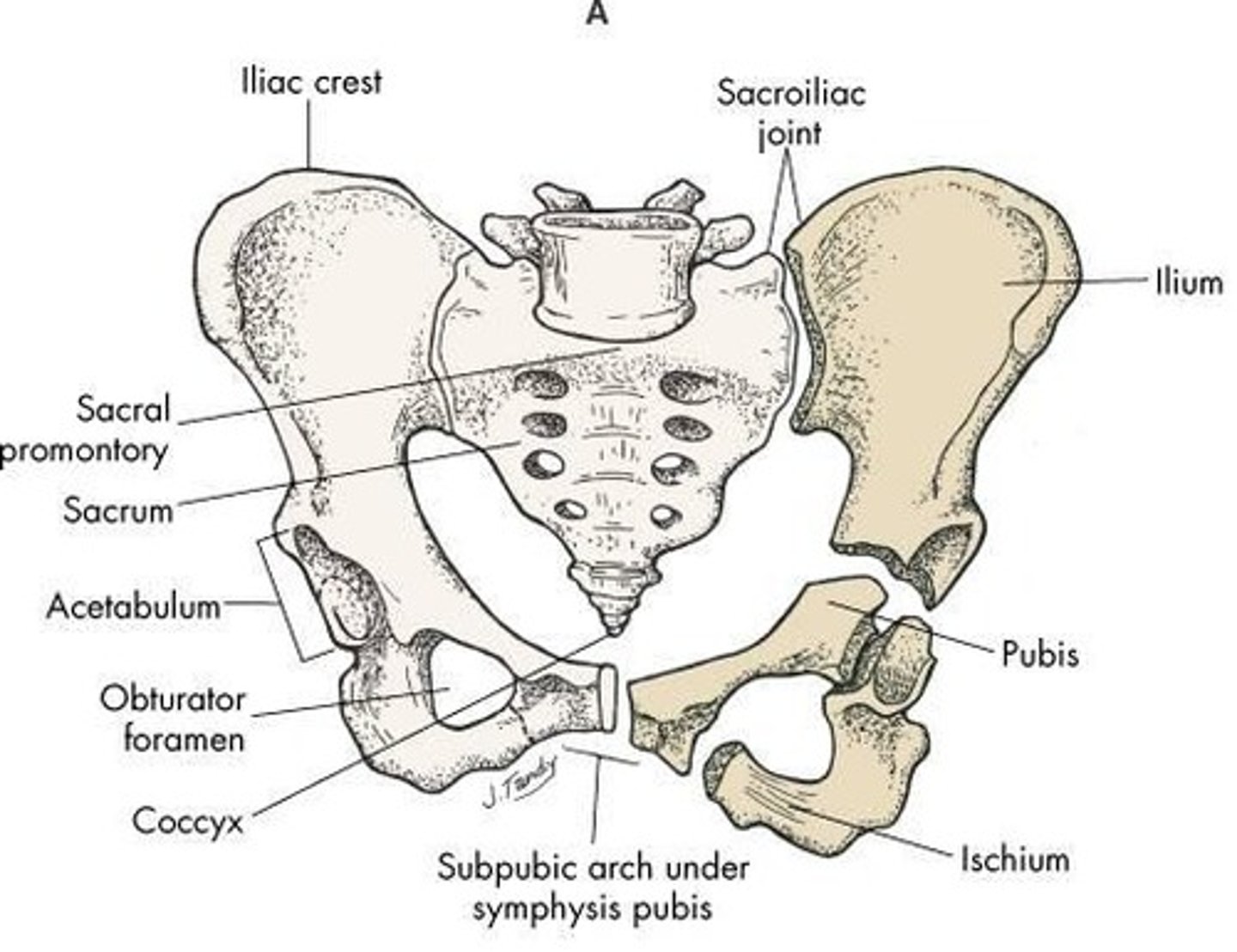 <p>Ilium, ischium, pubis; articulate at acetabulum</p>