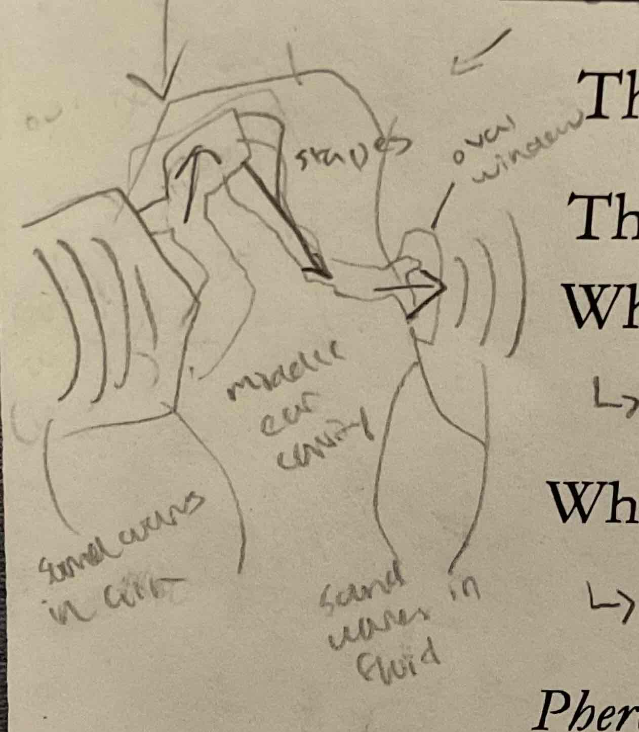 <p>hair cells in the inner ear are moved by a gel pocket called cupula</p>