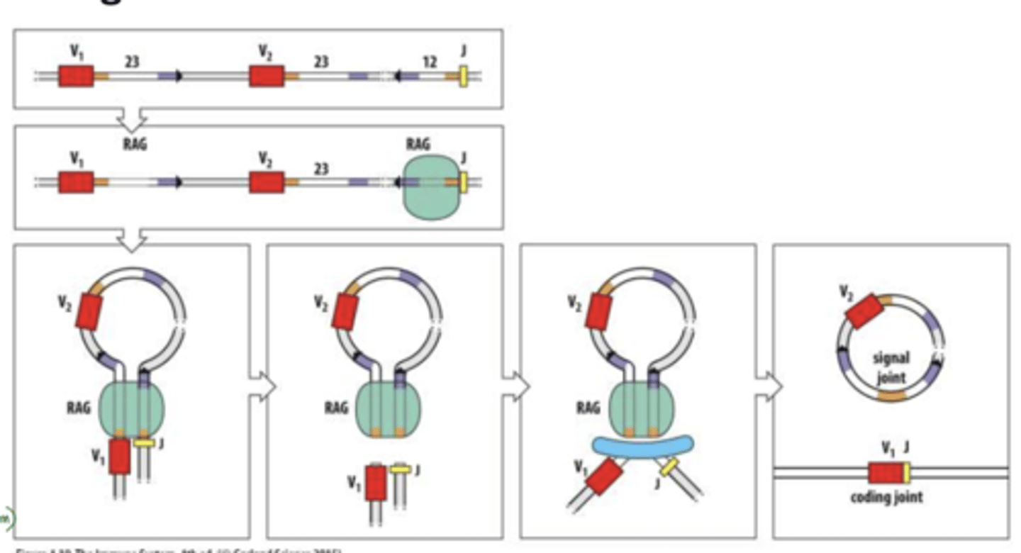 <p>A: Without RAG proteins, T and B cells cannot rearrange their receptors, so patients have no functional T or B cells, leading to severe immunodeficiency.</p><p>rag proteins recognize RSS between segments w/out RG theres no recognition</p><p>means what your born with is all you have for life, and even then it might not be function. children die very early on bc of this.</p>