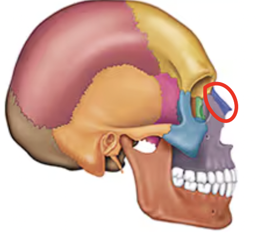 <p>Name this bone of the skull</p>