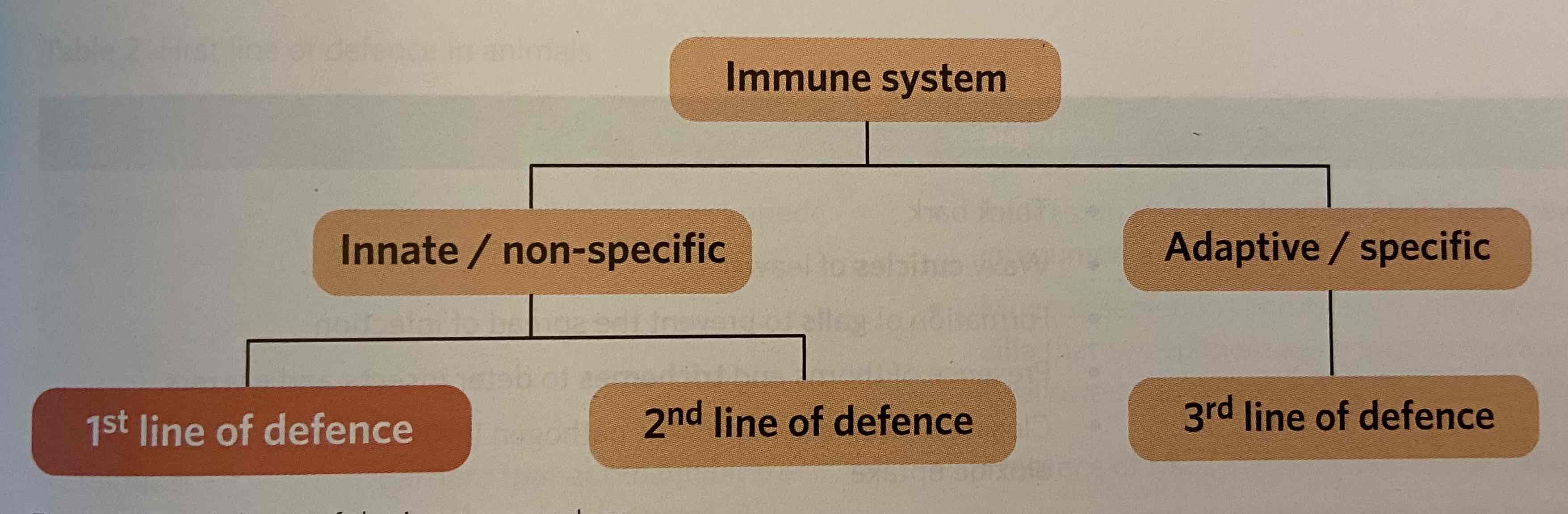 <p>Innate immune system </p>