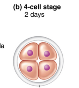 <p>4-Cell Stage</p>