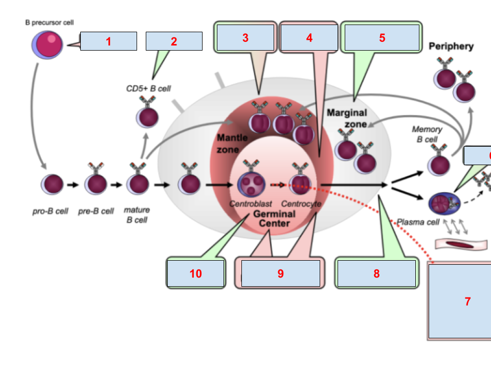 <p> mantle cell lymphoma, follicuar, ALL/LBL, myeloma, hodgkin, CLL, burkitt, maginal zone, immunocytoma, diffuse large B cell lymphoma </p>