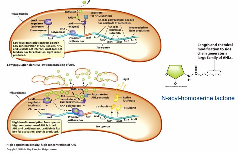 <p>Vibrio →2 bact die genetisch gezien hetzelfde zijn</p><p>Bovenaan planktonisch</p><ul><li><p>Luciferase: luxI →lactone: signaalmoleculen →diffundeert naar buiten</p></li><li><p>Niet binden met luxR (regulator): binden met promoter</p></li><li><p>Lux niet afgelezen = geen licht</p></li></ul><p class="MsoListParagraphCxSpMiddle">Onderste planktonische bact die in biofilm zit</p><ul><li><p class="MsoListParagraphCxSpMiddle">LuxI maakt lactone →deel naar buiten, maar door veel bact ook naar binnen komen</p></li><li><p class="MsoListParagraphCxSpMiddle">Binden met luxR (regulator) →binden promoter →lux operon aflezen →luciferase = licht</p></li><li><p class="MsoListParagraphCxSpMiddle">In community met zoveel bact: samen iets doen →licht maken</p></li></ul><p></p>