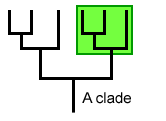 <p><span>→ Grouping of several phyla of plants or animals having a common organization and origin.</span></p><p><span>The clade contains an ancestor and all its descendants.</span></p>