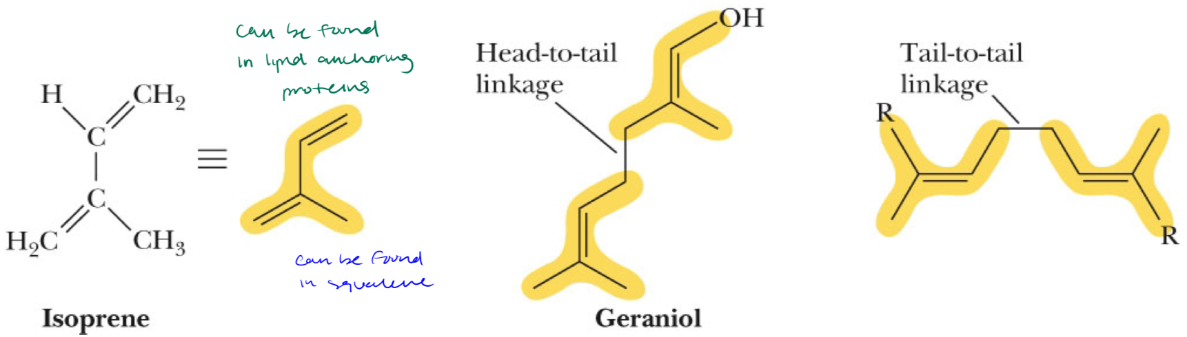 <ul><li><p>class of lipids formed from combinations of two or more isoprene molecules </p></li><li><p>head to tail linkage </p></li><li><p>tail to tail linkage </p></li><li><p>can be found in lipid anchoring proteins and squalene</p></li></ul>