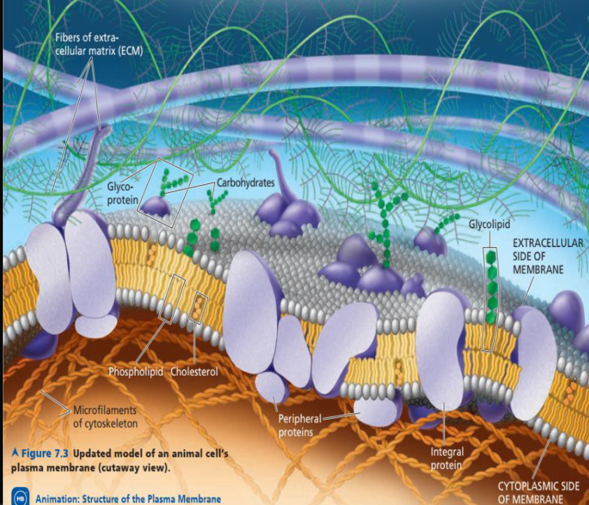 <p>The membrane is a mosaic of protein molecules bobbing in a fluid bilayer of phospholipids.</p><p>Proteins bob around it which is the reason why it is called the Fluid Mosaic Model</p>