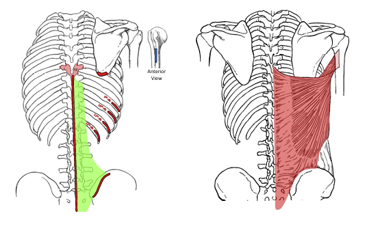 <p>What is the insertion for the latissimus dorsi? </p>