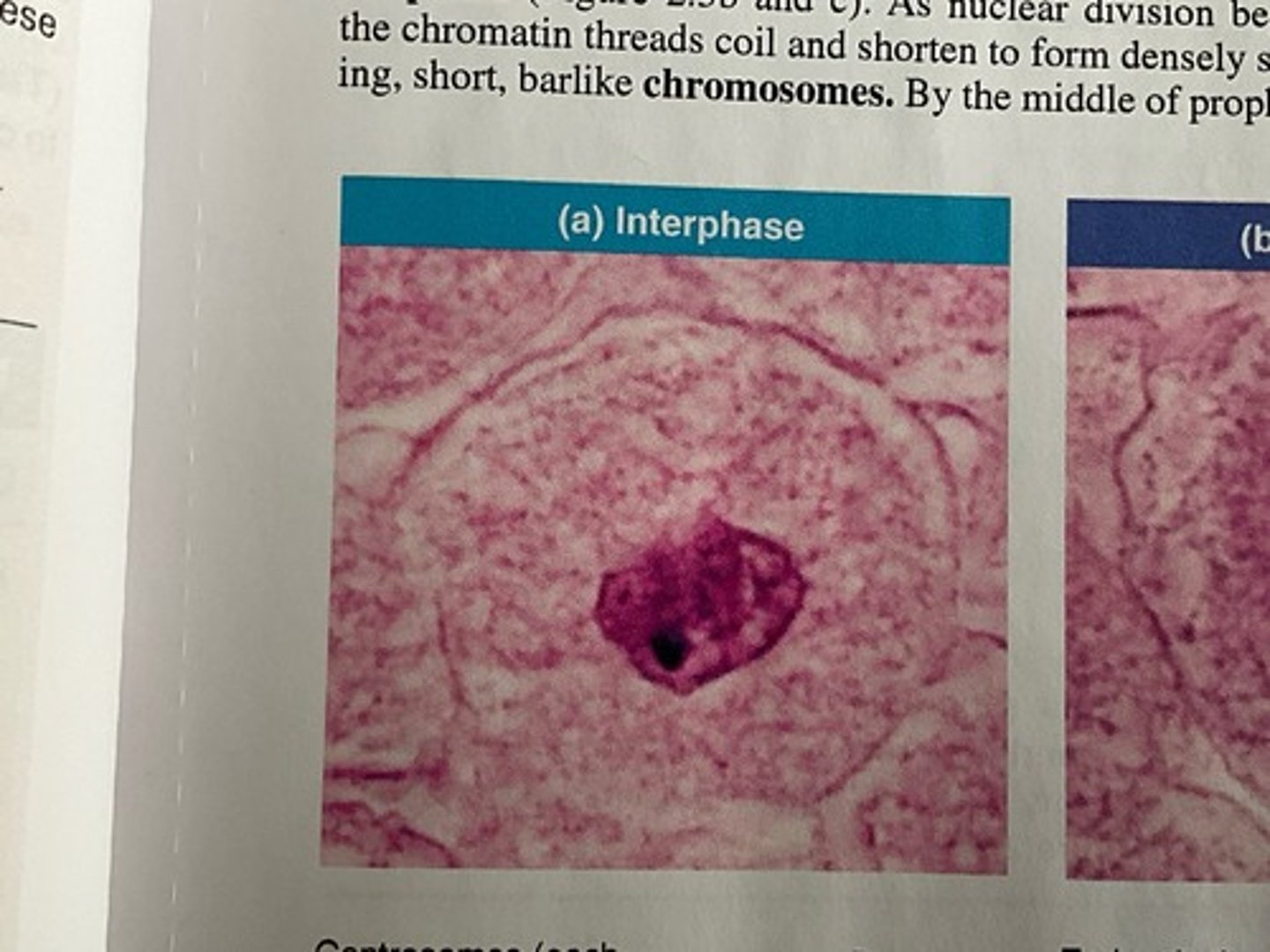 <p>Interphase</p>