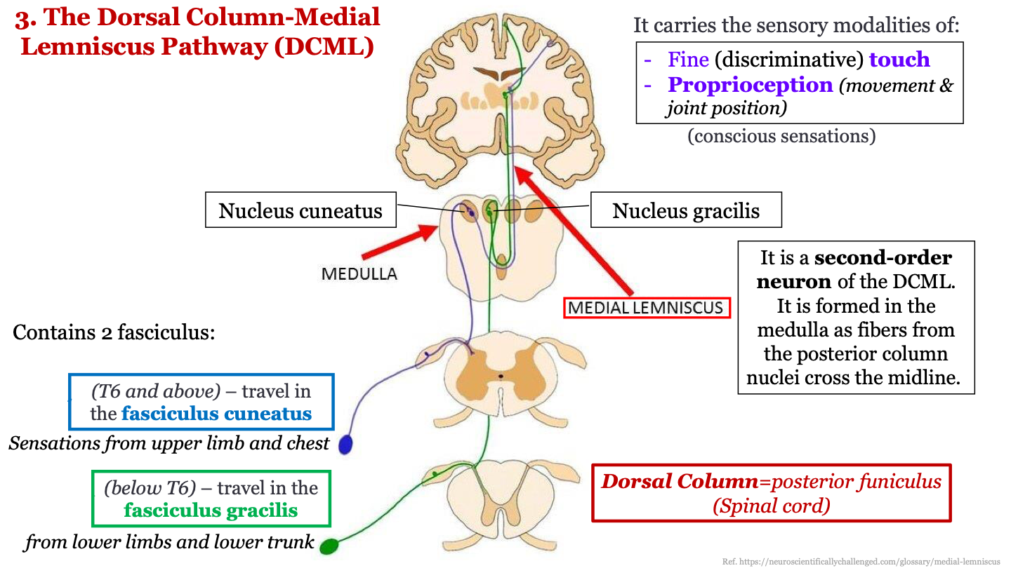 2 fasciculus; fasciculus cuneatus and fasciculus gracilis 