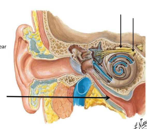 <p>Connects the pharynx and the tympanic cavity of the ear to equalize pressure and drain fluid </p>
