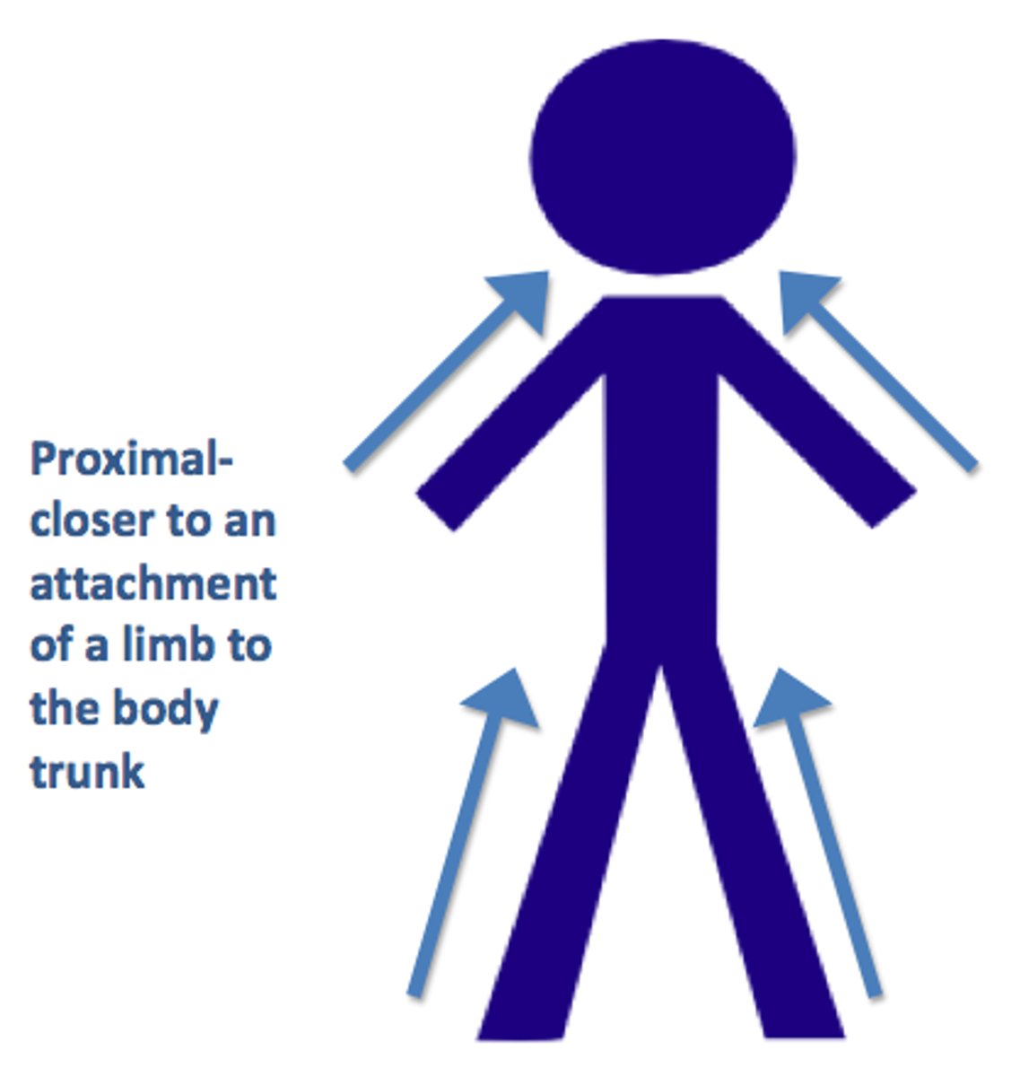 <p>nearer to attachment or point of reference</p>