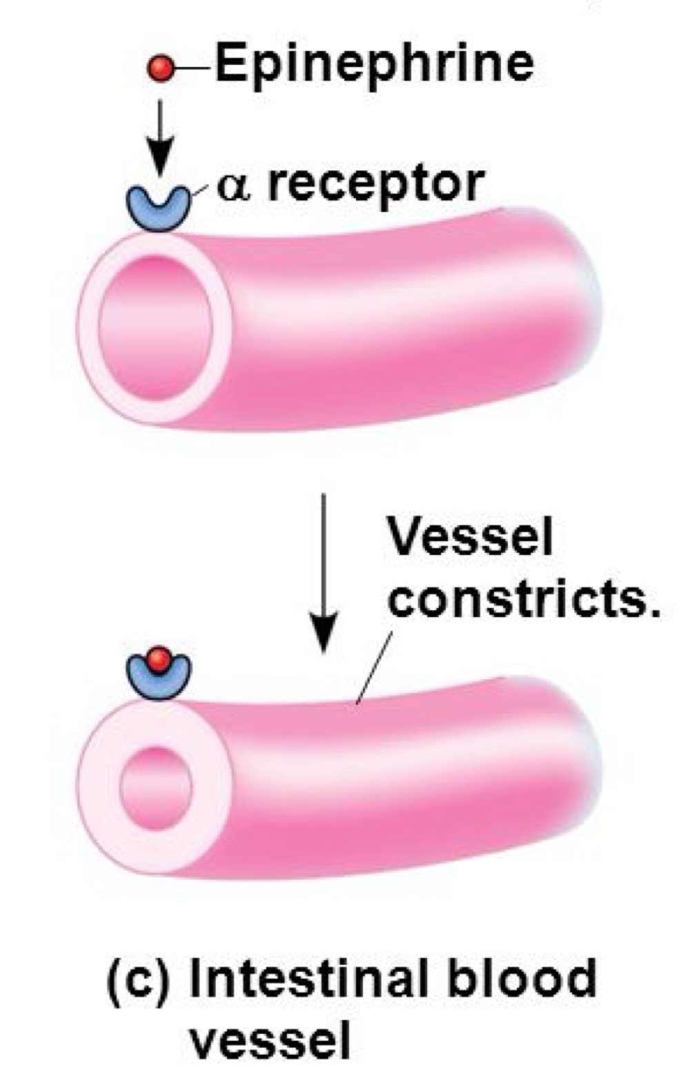 <p>•    Activation d’un récepteur α<br />
    •   Induit une constriction<br />
    •   Réduit la perfusion intestinale<br />
-&gt; pour + perfuser les muscles, on perfuse - les intestins =&gt; en situation de stress on arrête de digérer pour perfuser les muscles</p>
