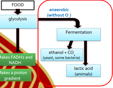 <p>Lactic Acid & Alcohol Fermentation</p>