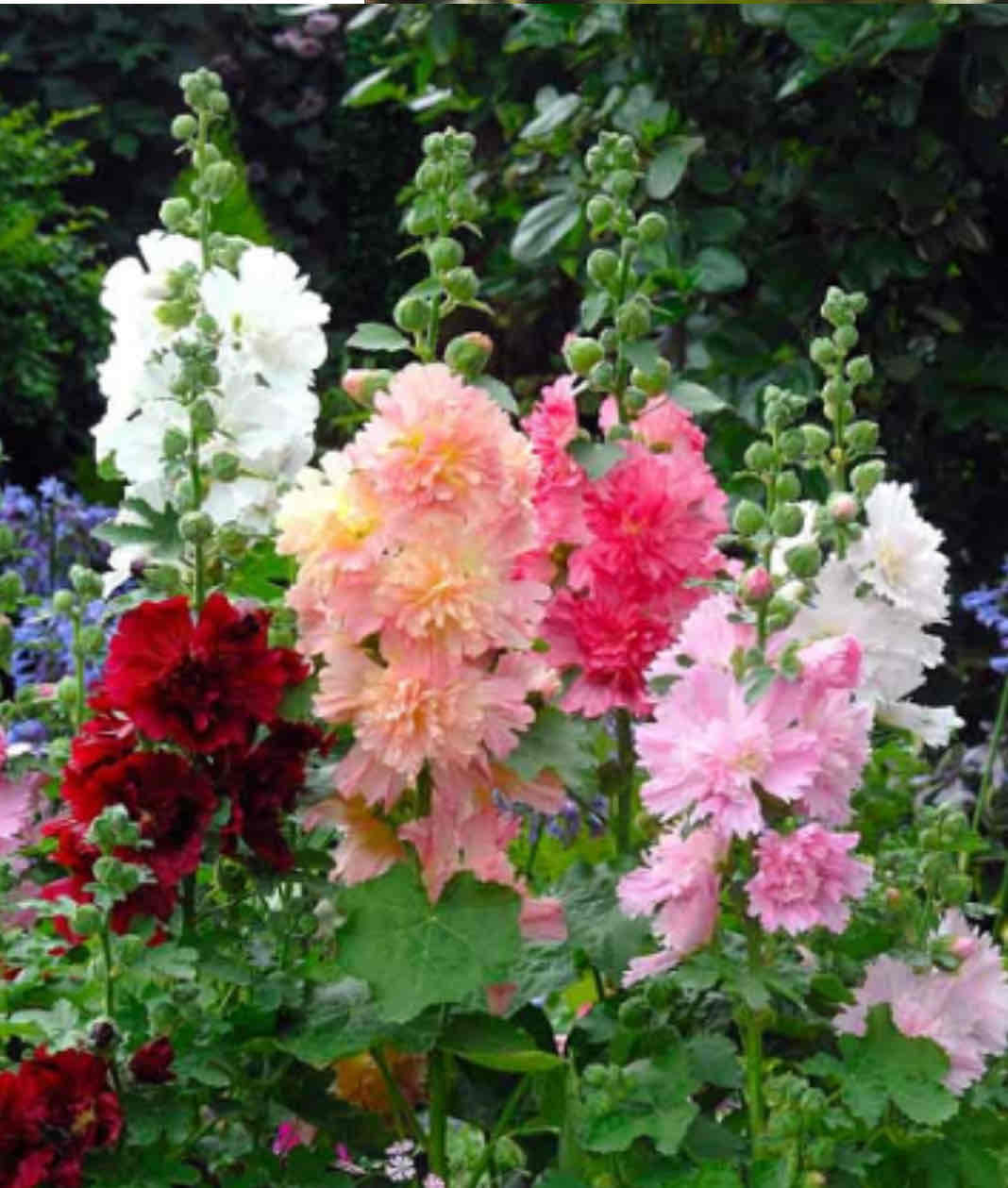 <p><span>Alcea rosea</span></p><p><span>Hollyhock</span></p>