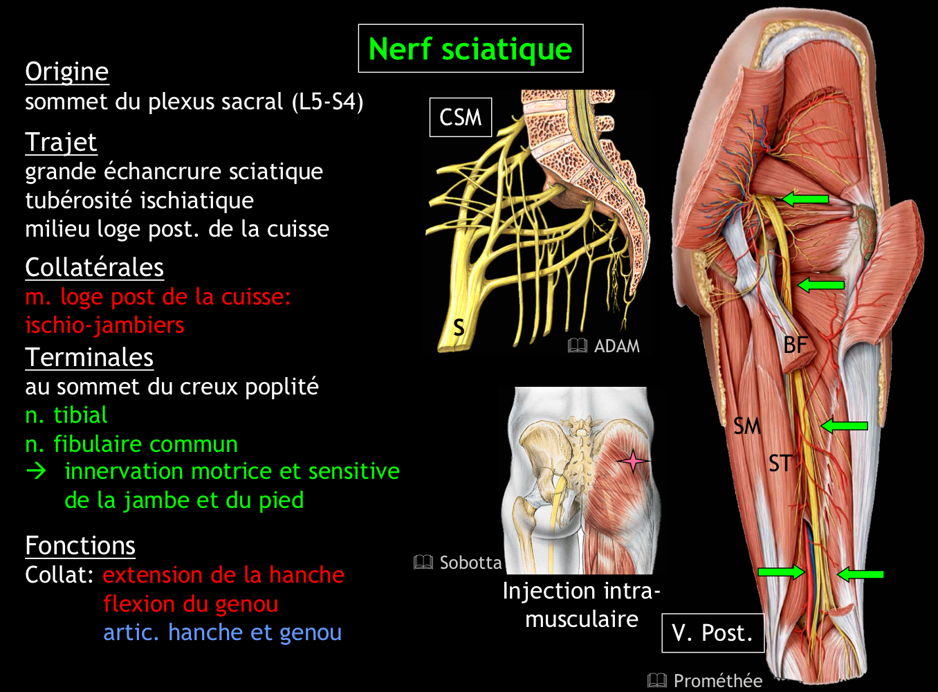 <p>Extension de la hanche et flexion du genou (ischio-jambiers)</p>