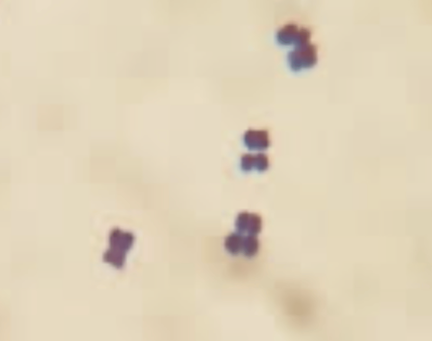 <p>Identify the bacteria's shape.</p>