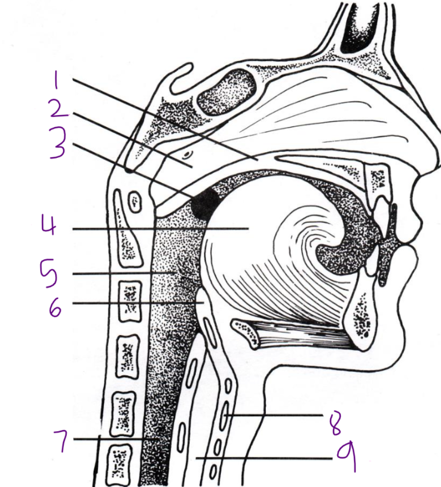 <p>Pharynx</p>
