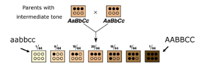 <p>Some phenotypes are determined by the additive effects of 2 or more genes on a single character. Many human traits are an example of this (skin color, height, eye color, etc)</p>