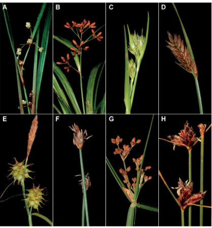 <p>Cyperaceae</p>