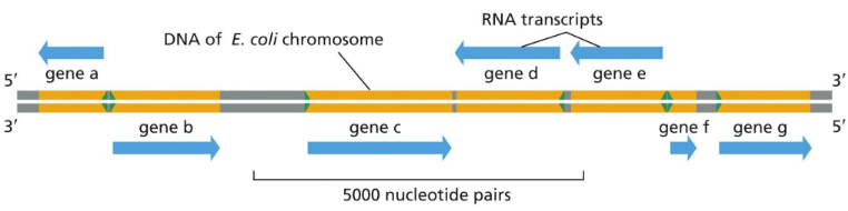 <p><span> DNA to RNA&nbsp;</span></p><ul><li><p class="Paragraph SCXW110606986 BCX0" style="text-align: left"><span>DNA doesn’t direct protein synthesis directly, instead it copies into RNA&nbsp;</span></p></li></ul><ul><li><p class="Paragraph SCXW110606986 BCX0" style="text-align: left"><span>Only uses ONE strand to make different transcripts based on promoter sequence&nbsp;</span></p></li></ul><p></p>