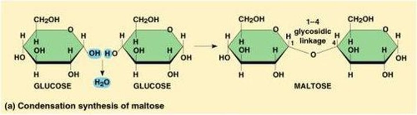 <p>Monosaccharides.</p>