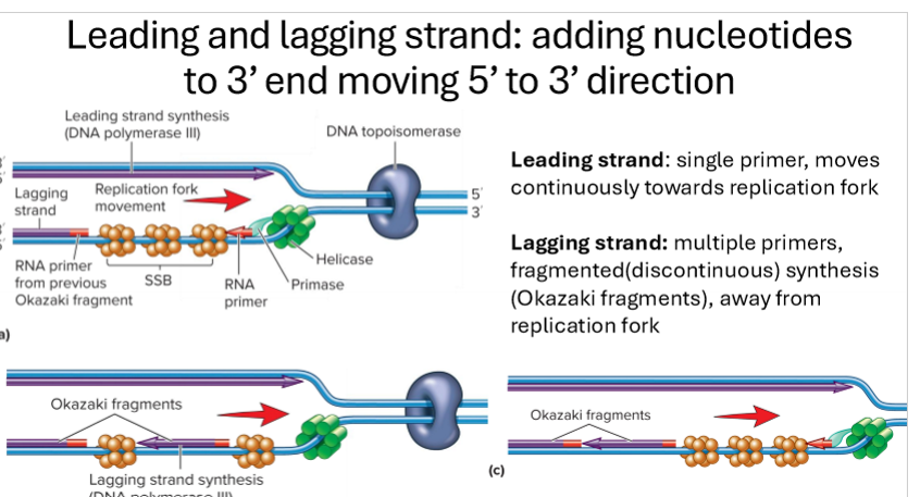 <ul><li><p>primase adds short RNA primer once template (parent strand) is free to make free 3’OH group on growing strand</p></li><li><p>Tau connects DNA polymerase 3 to primosome (helicase and primase)</p></li><li><p>DNA polymerase 3 adds nucelotides to the 3’ end of the RNA primer, building in 5’ to 3’ direction</p></li><li><p>leading strand synthesis is continuous</p></li><li><p>lagging strand is discontinous, short Okazaki fragments heading away from replication fork</p></li><li><p>clamp/clc stabilizes DNA polymerase 3</p></li><li><p>Topoisomerase relieves supercoiling</p></li><li><p>SSB stabilizes strands</p></li></ul><p></p>