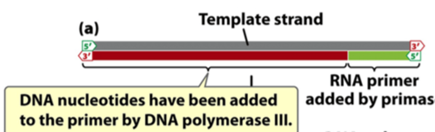 <p>adds nucleotides to primer</p>