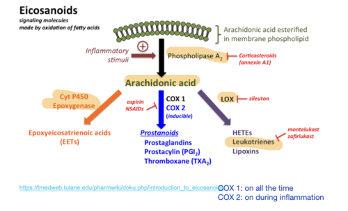 prostaglandins (increase pain/inflammation plus variety of other effects)

prostacyclin (platelet inhibitor and vasodilator)

thromboxane A2 (increases platelet aggregation)