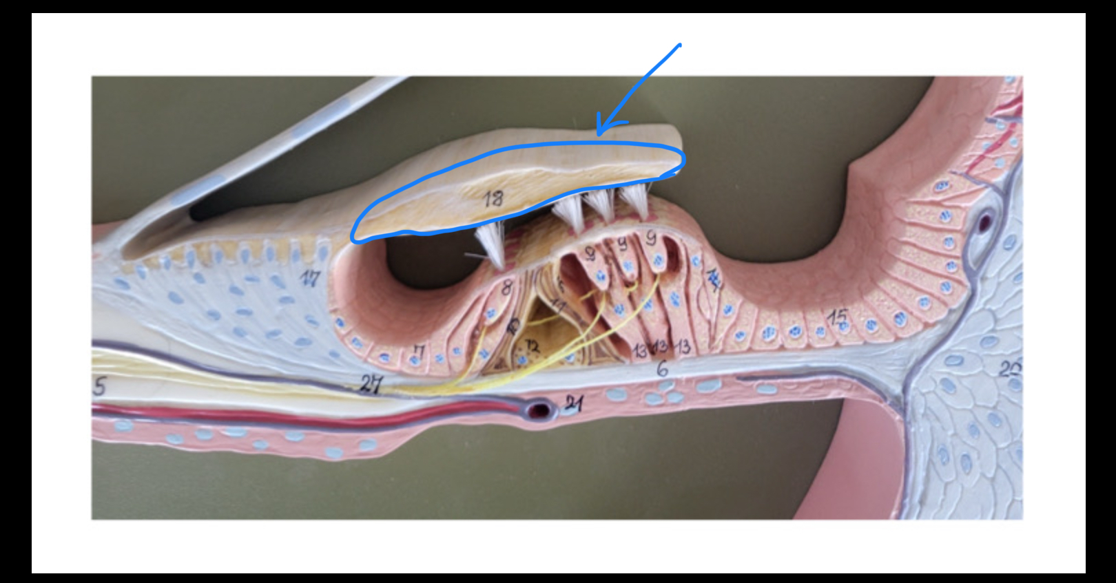 knowt flashcard image