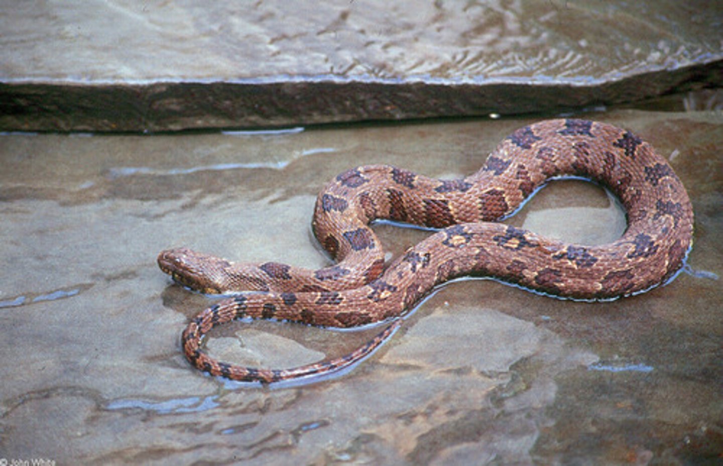 <p>Brown watersnake</p>