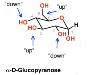 <p>Another model to show 3D structure of sugars in 2D form  - note that it is more difficult to see which bonds are up and which are down facing </p>