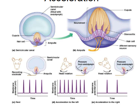 <p><span><span>Neuromasts (cristae) in ampullae of circular canals. They detect angular acceleration</span></span></p>