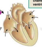 <p>both sets of chambers are relaxed and ventricles fill passively </p>