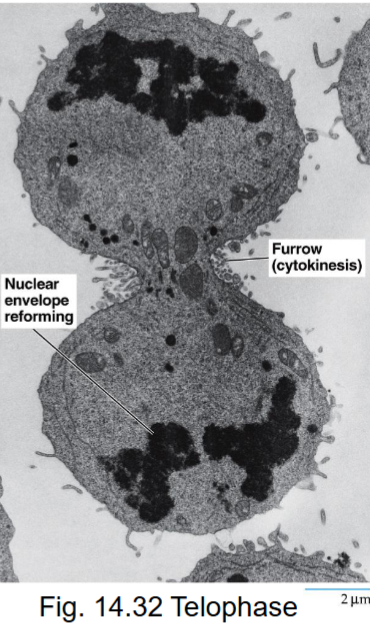 <ul><li><p>final stage of mitosis, daughter cells return to interphase</p></li><li><p>mitotic spindle disassembles</p></li><li><p>nuclear envelopes of 2 nuclei reassembled</p></li><li><p>chromosomes become dispersed</p></li></ul><p></p>