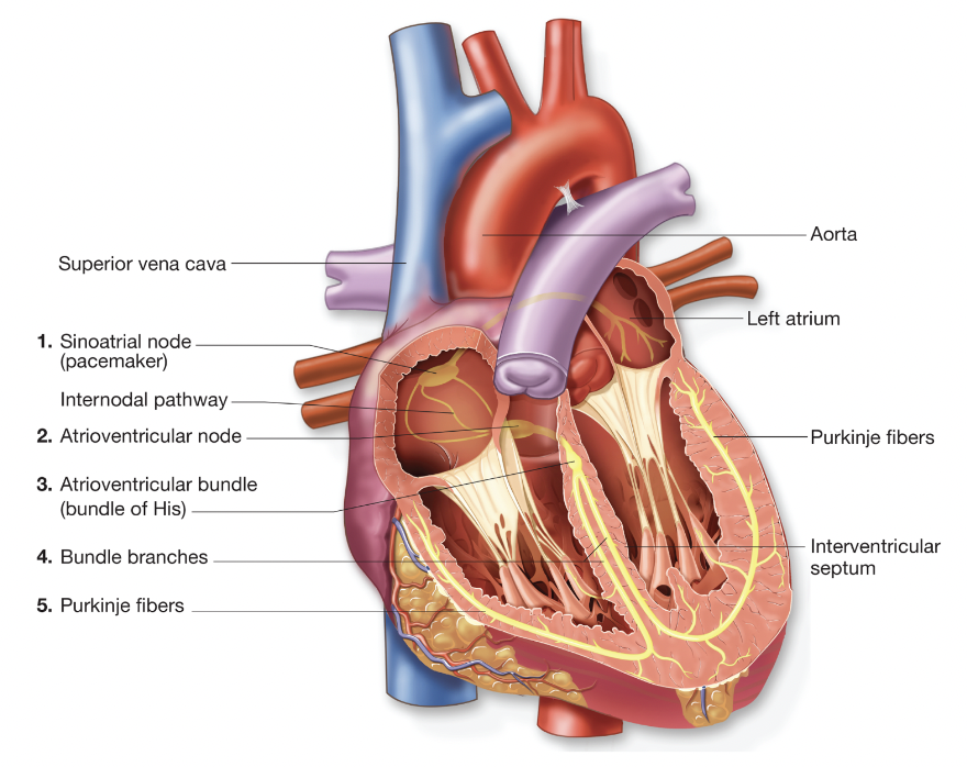 <p>under control of autonomic nervous system</p><p>special tissue w/in heart conducts electrical impulses</p><p>-this tissue stimulates chambers to contract in the correct order</p><p>(ch.5 - conduction system of heart)</p>