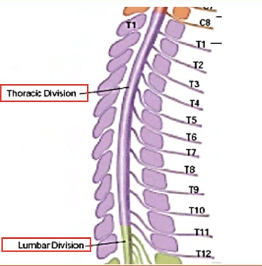 <p>Each exits BELOW corresponding vertebra </p>