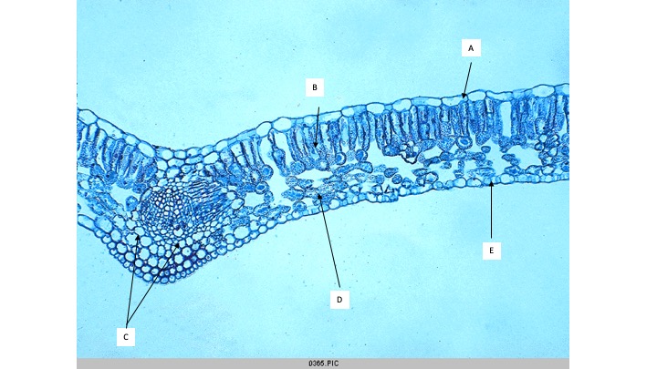 <p><span>What is the name of the cellular layer indicated by the arrow labeled D?</span></p><ul><li><p>Lower Epidermis</p></li><li><p>Palisade Mesophyll</p></li><li><p>Bundle Sheath</p></li><li><p>Spongy Mesophyll</p></li></ul><p></p>