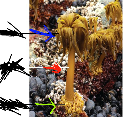 <p>What is this part of Phaeophyta called? (blue)</p>